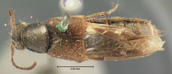 Media type: image;   Entomology 6293 Aspect: habitus dorsal view